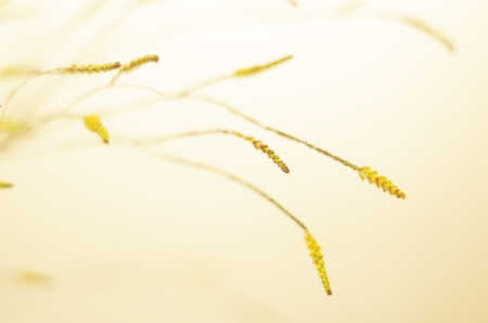 GOLDEN CASCADEの写真素材