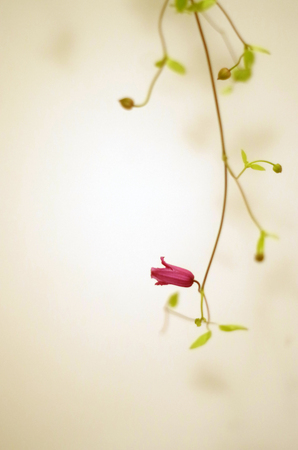 Clematisの写真素材