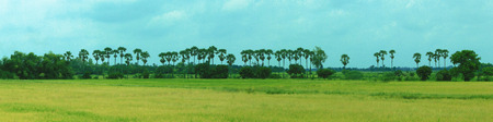 View of rice field and sugar treesの写真素材