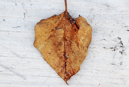 Dry leavesの写真素材