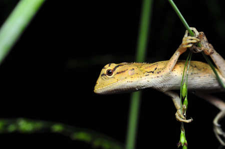 Lizard Awaiting