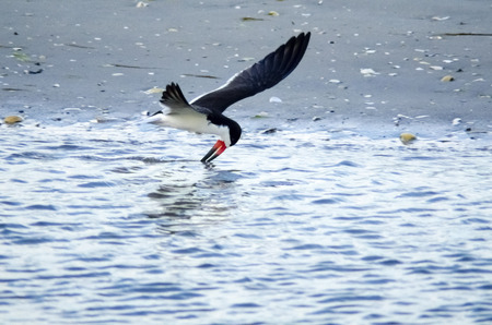 Black Skimmer Searches For Food Above Water