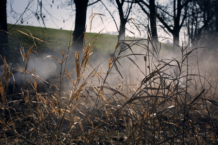 Swamps in autumn. Cool dark lake in Primeval forest. Cold melancholic landscape with water vapor.の写真素材
