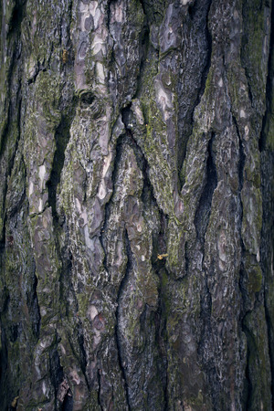Tree bark texture. Tree trunk. Old wooden background. Detail of trunk. Natural rustical scene....