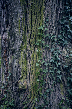 Tree bark texture. Tree trunk. Old wooden background. Detail of trunk. Natural rustical scene. Detail of rind, rough wooden crust. Abstract color photo texture. Monumental tree and Its trunk with mossの写真素材
