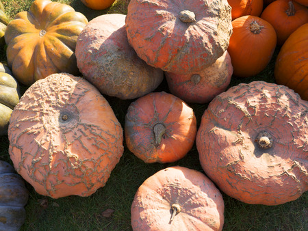 Pumpkin harvesting. Halloween pumpkins. Orange vegetable for pumpkin soup and other squash products....