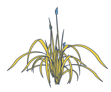 Outlined vector reed and water plants in mobile phone. Yellow isometric clump of reed growing in pool, lake or pond. Isolated individual flower bamboo reed. Vector illustrationのイラスト素材