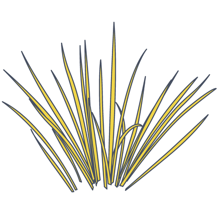 Outlined vector isolated reed. Yellow water plants in different variant, isolated on white background. Isometric clumps of reeds growing on pond. Individual rushes flower bamboo reed with green leafsのイラスト素材