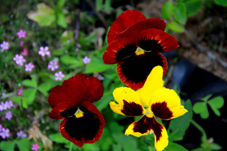 Beautiful flowerの写真素材