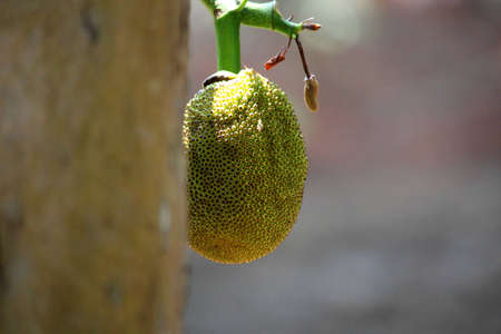 Jack fruit
