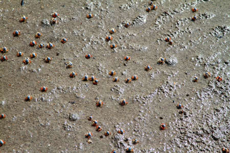 Small crabの写真素材