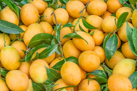Close up stack of yellow Maprang or Marian plum in Thailandの写真素材