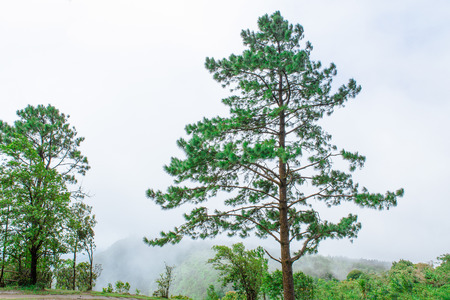 Trees on the Mountain in thailand