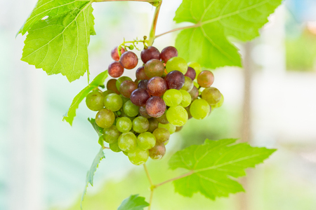 Red wine grapes in the garden ; selective focus with blur background.の写真素材