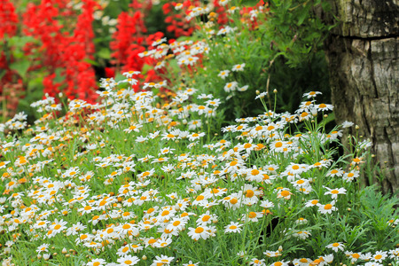 field of daisy flowersの写真素材