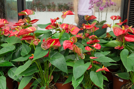 Red Flamingo flowersの写真素材
