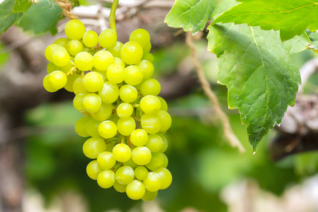 grapevine in  garden  ; selective focus with blur background.の写真素材