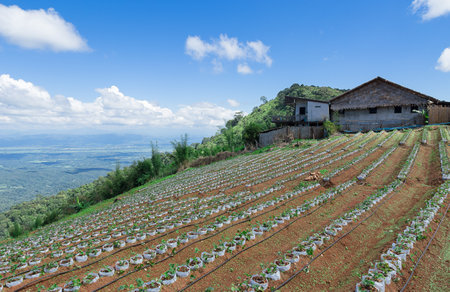 Straw berry farm on the mountain in Thailand.のeditorial素材