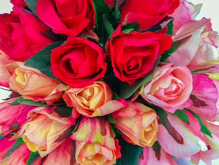 Orange and rad  roses isolated on white backgroundの写真素材