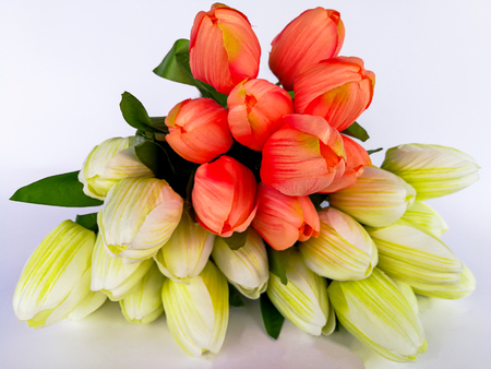Bunch orange and yellow tulips on a white backgroundの写真素材