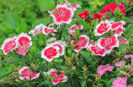Flowers of carnations in the garden.の写真素材