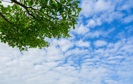 Beautiful trees on sky backgroundの写真素材