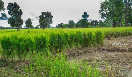 Rice fields plantation, organic asian rice farm and agriculture, countryside in Thailandの写真素材