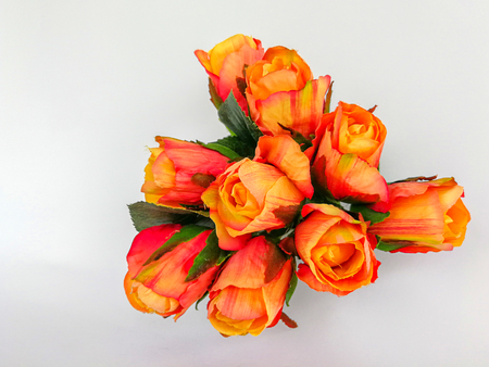 Orange roses isolated on white backgroundの写真素材