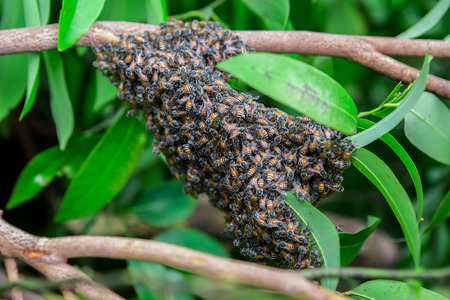 When bees lose their queen they'll wait together in one spot. This is a group of bees that were lost.の写真素材