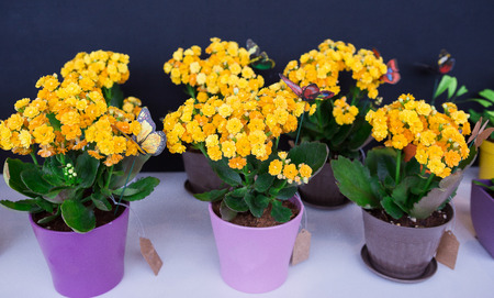 Flowers in a vase on the tableの写真素材