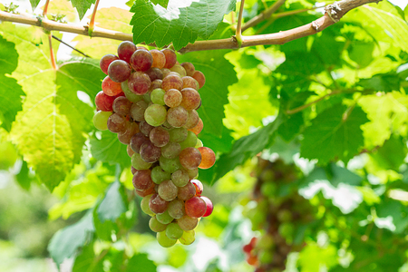 grapevine in gardenの写真素材