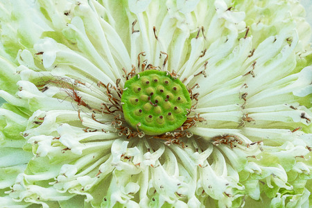 close up  Lotus flowerの写真素材