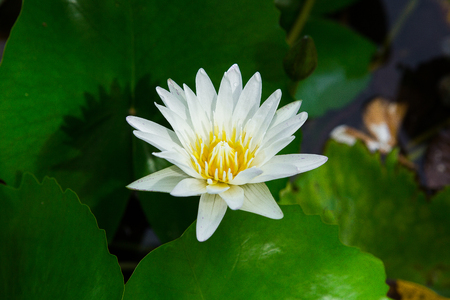 White Yellow Lotus flower and Lotus flower plants , waterの写真素材