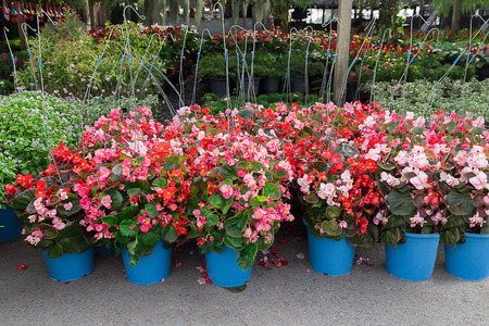 Fresh flowers are placed on the marketの写真素材