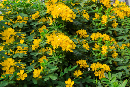 Yellow flowersの写真素材