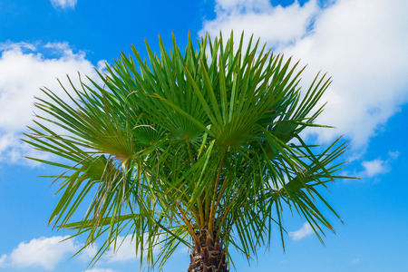 palm treeの写真素材