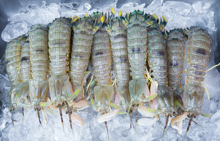 Mantis shrimp with ice in market for saleの写真素材