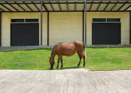 Horse in the fieldの写真素材