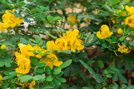 Yellow flowersの写真素材