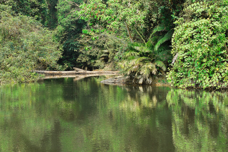 Forest  with reflections in the waterの写真素材
