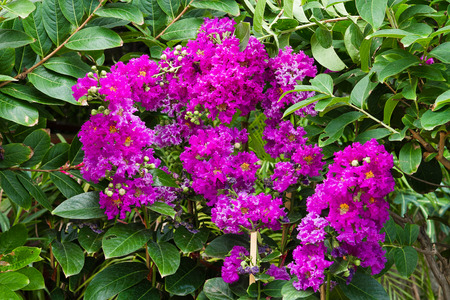 Purple flowersの写真素材