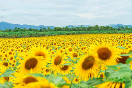 Beautiful Sunflower field in Lopburi, Thailandの写真素材