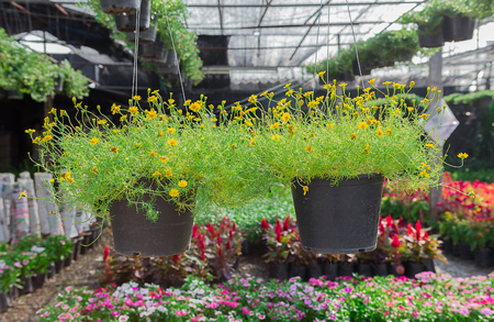 Fresh flowers are placed on the marketの写真素材