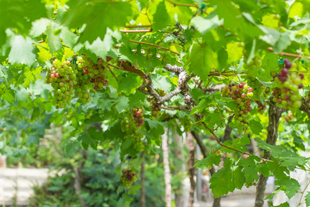 grapevine in garden:Focus focal depth.の写真素材