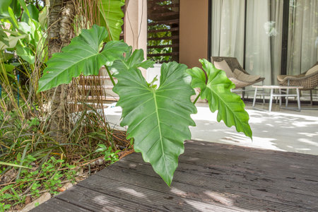 Bon leaves in gardenのeditorial素材