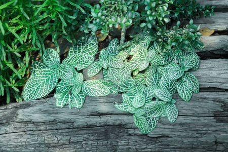 arden decorationFern in Tree- stump planterの写真素材