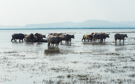 Buffalo relaxing in the waterの写真素材