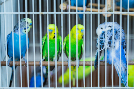 parrot in a cageの写真素材