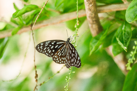 beautiful butterflyの写真素材
