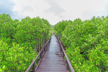 Wooden walkway in mangrove forestの写真素材